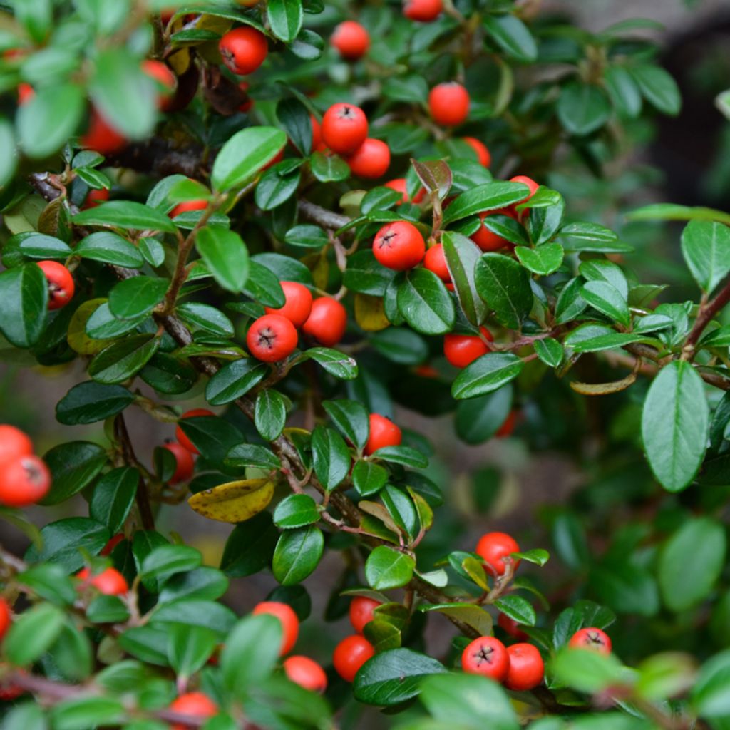 Cotoneaster dammeri - Dwergmispel