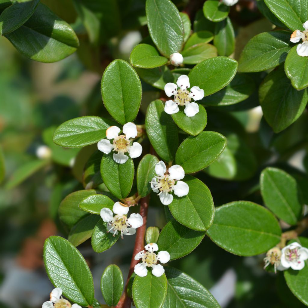Cotoneaster dammeri - Dwergmispel