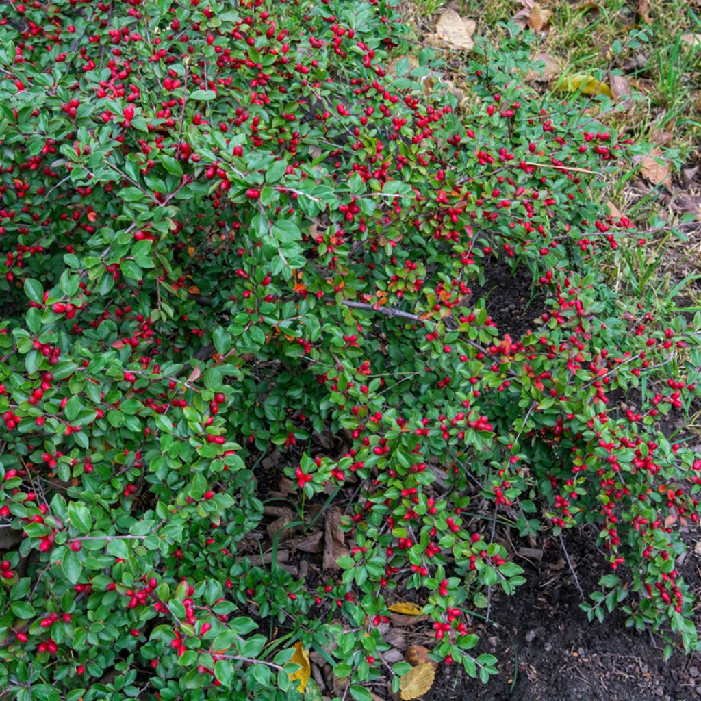Cotoneaster dammeri - Dwergmispel