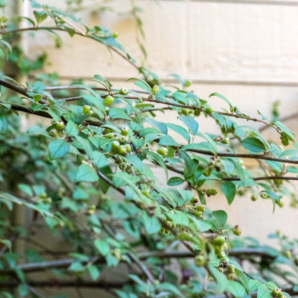 Cotoneaster franchetii - Dwergmispel
