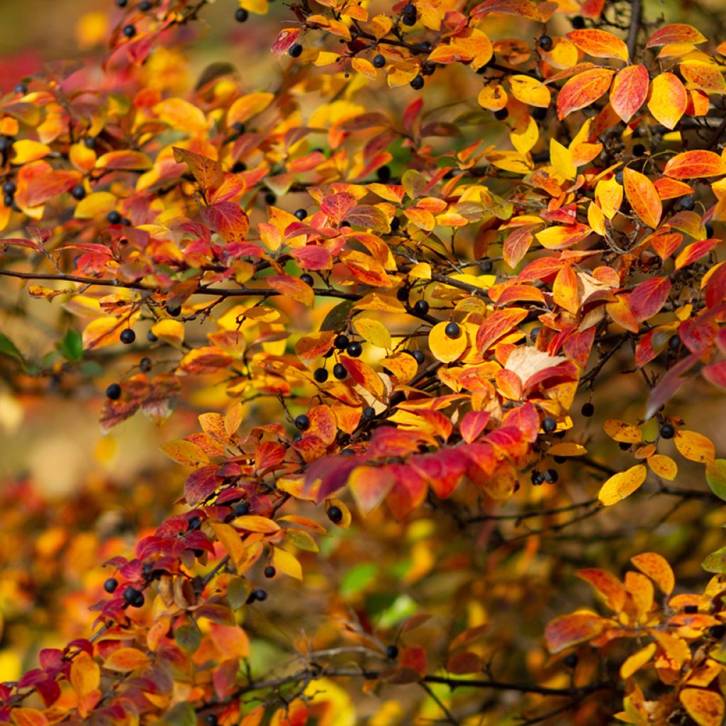 Cotoneaster lucidus - Dwergmispel