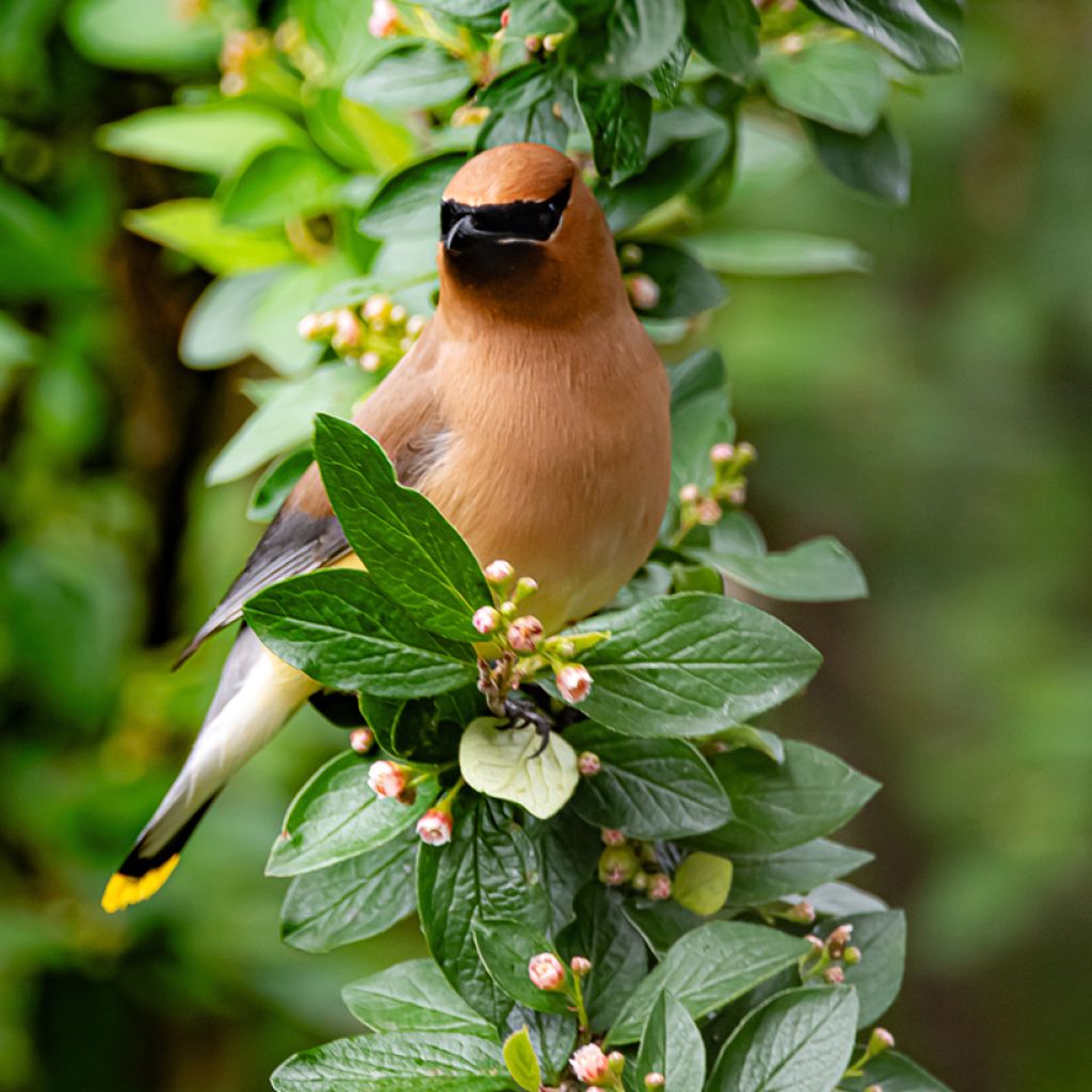 Cotoneaster lucidus - Dwergmispel