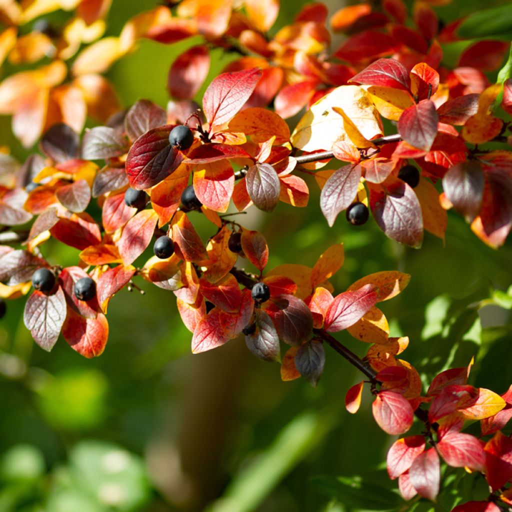 Cotoneaster lucidus - Dwergmispel