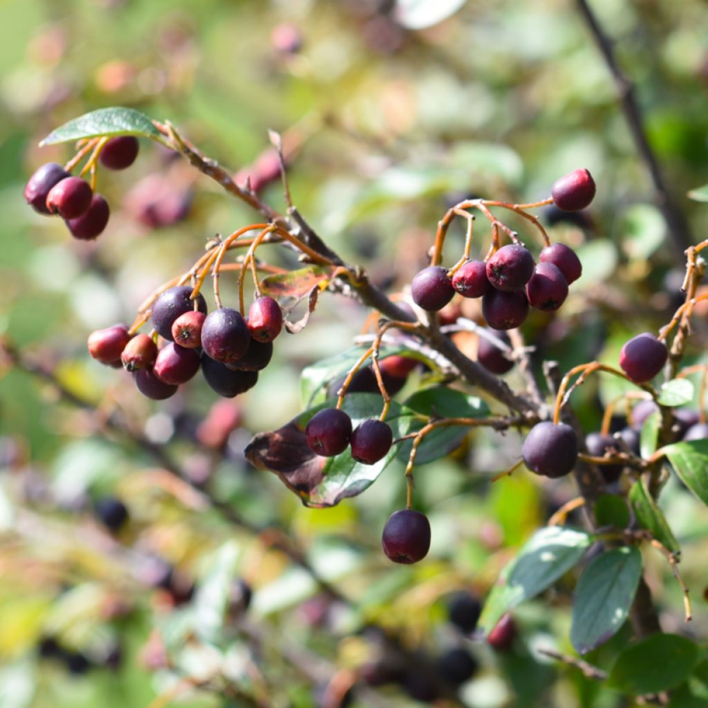 Cotoneaster lucidus - Dwergmispel