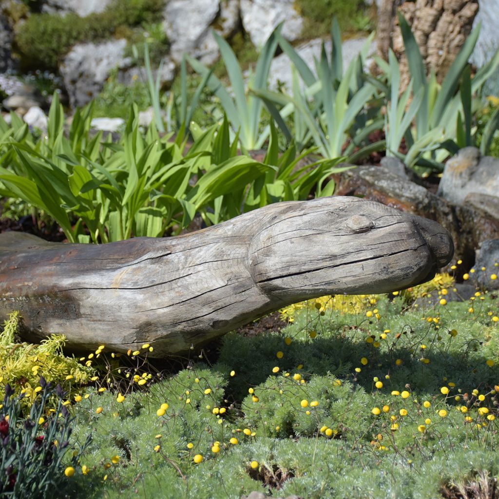 Cotula hispida - Goudknopje