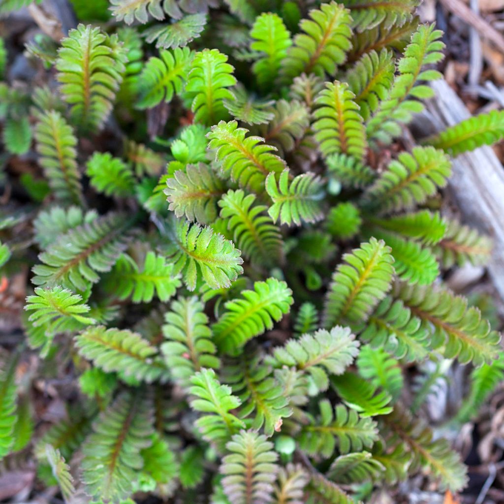 Leptinella squalida - Koperknoopje