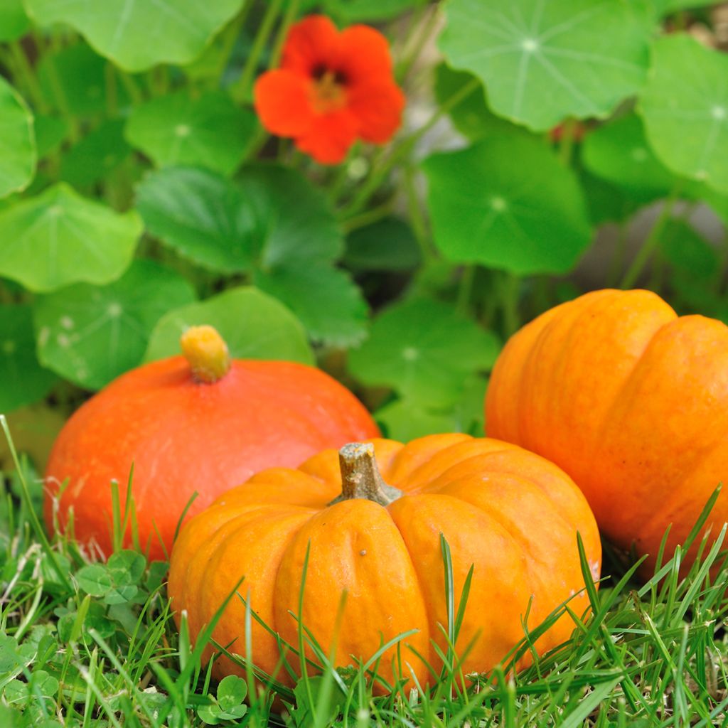 Pompoen Jack Be Little