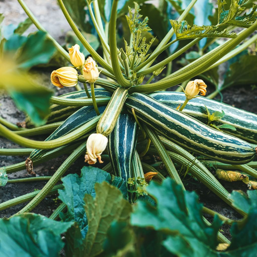 Mergpompoen Long Green Striped