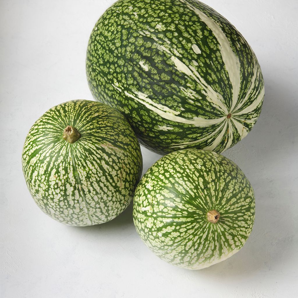 Vijgenbladpompoen BIO Ferme de Sainte Marthe - Cucurbita ficifolia