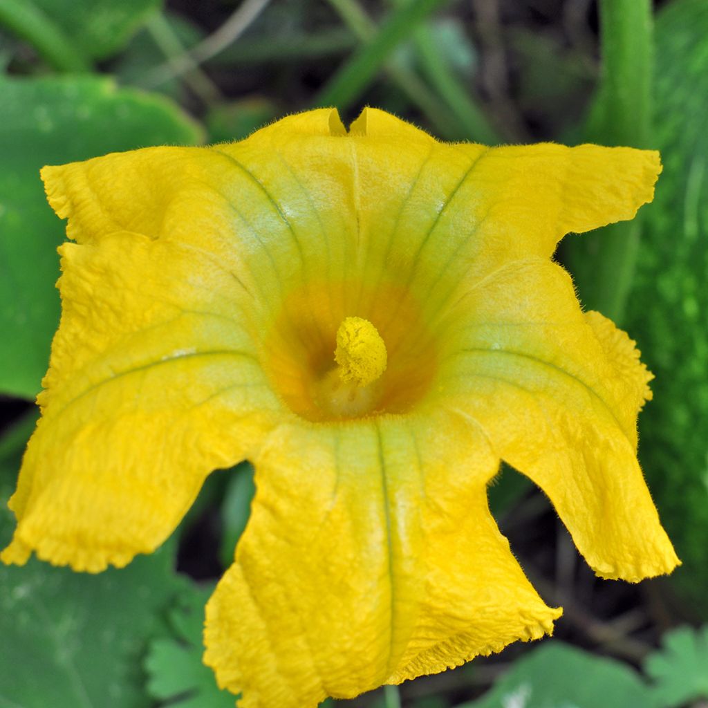 Vijgenbladpompoen BIO Ferme de Sainte Marthe - Cucurbita ficifolia