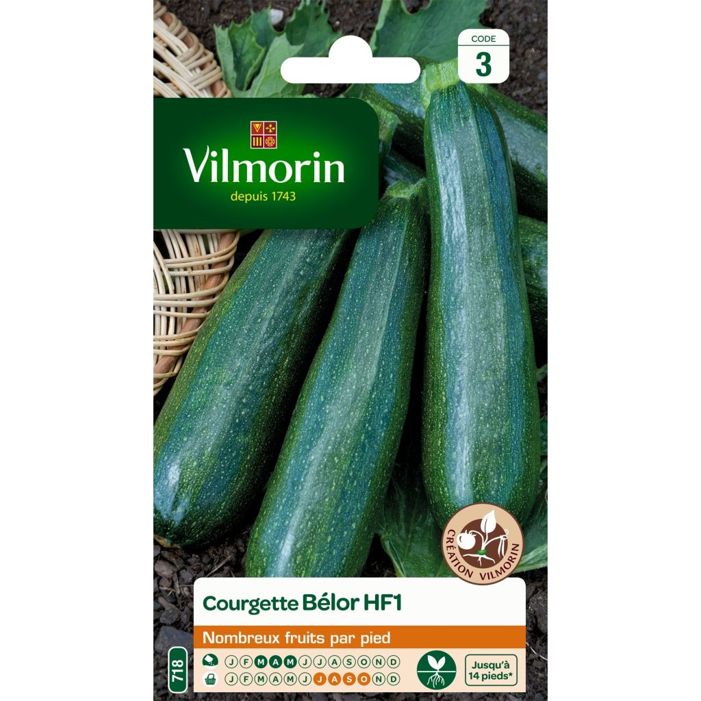 Courgette Belor F1 - Vilmorin
