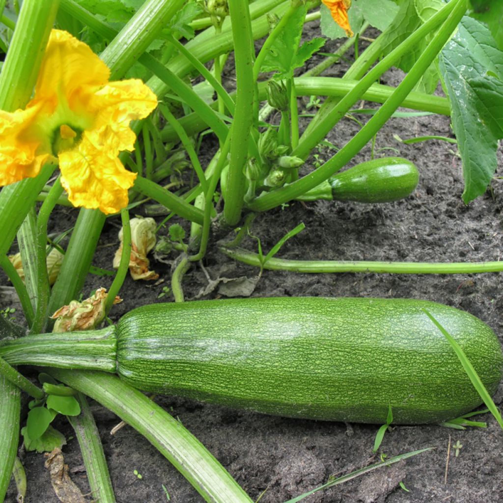 Courgette Diamant F1 (jonge planten)