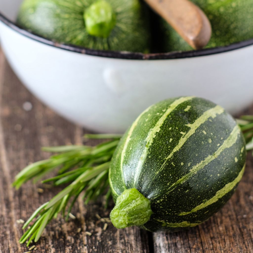 Courgette Eclipse F1