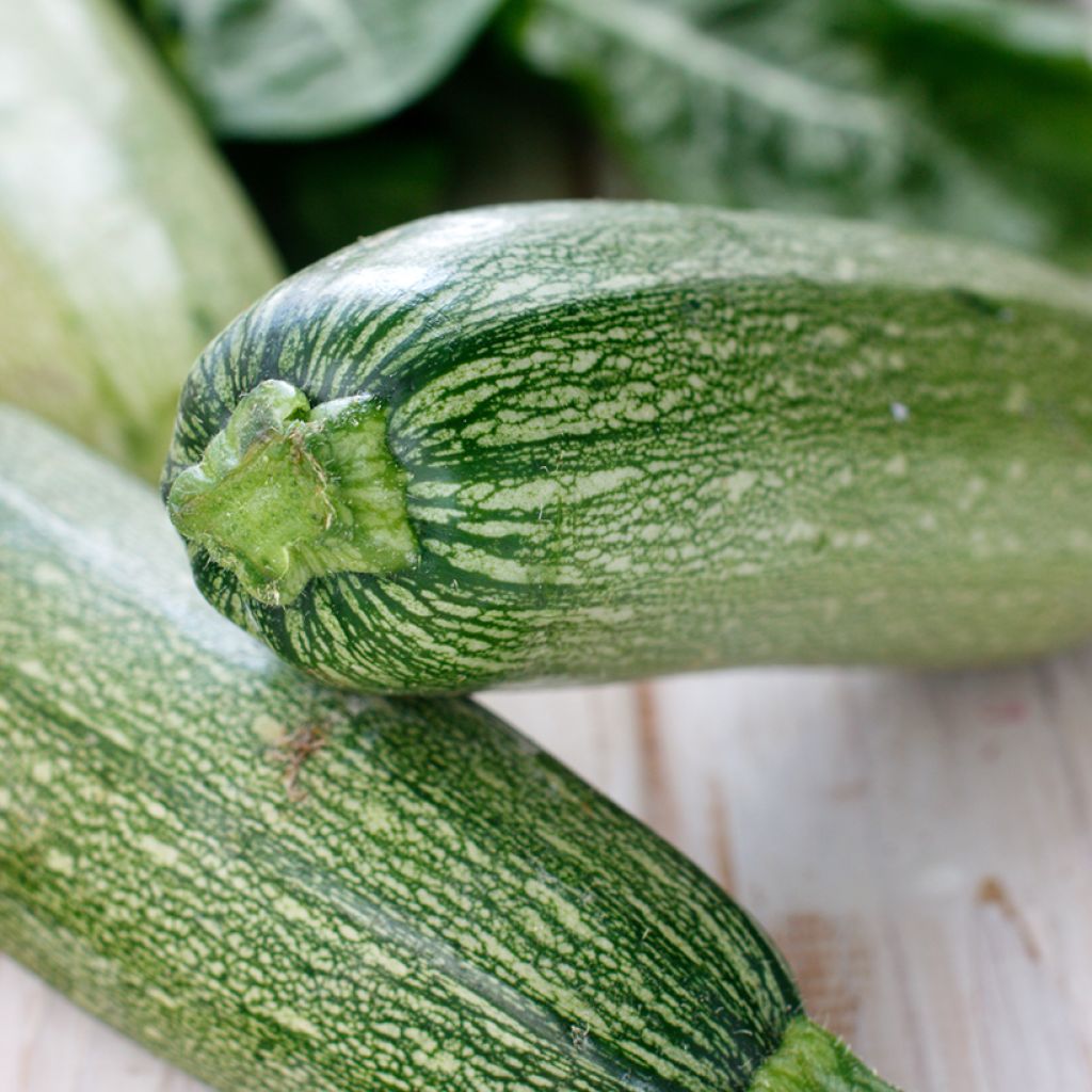 Courgette Grisette van de Provence