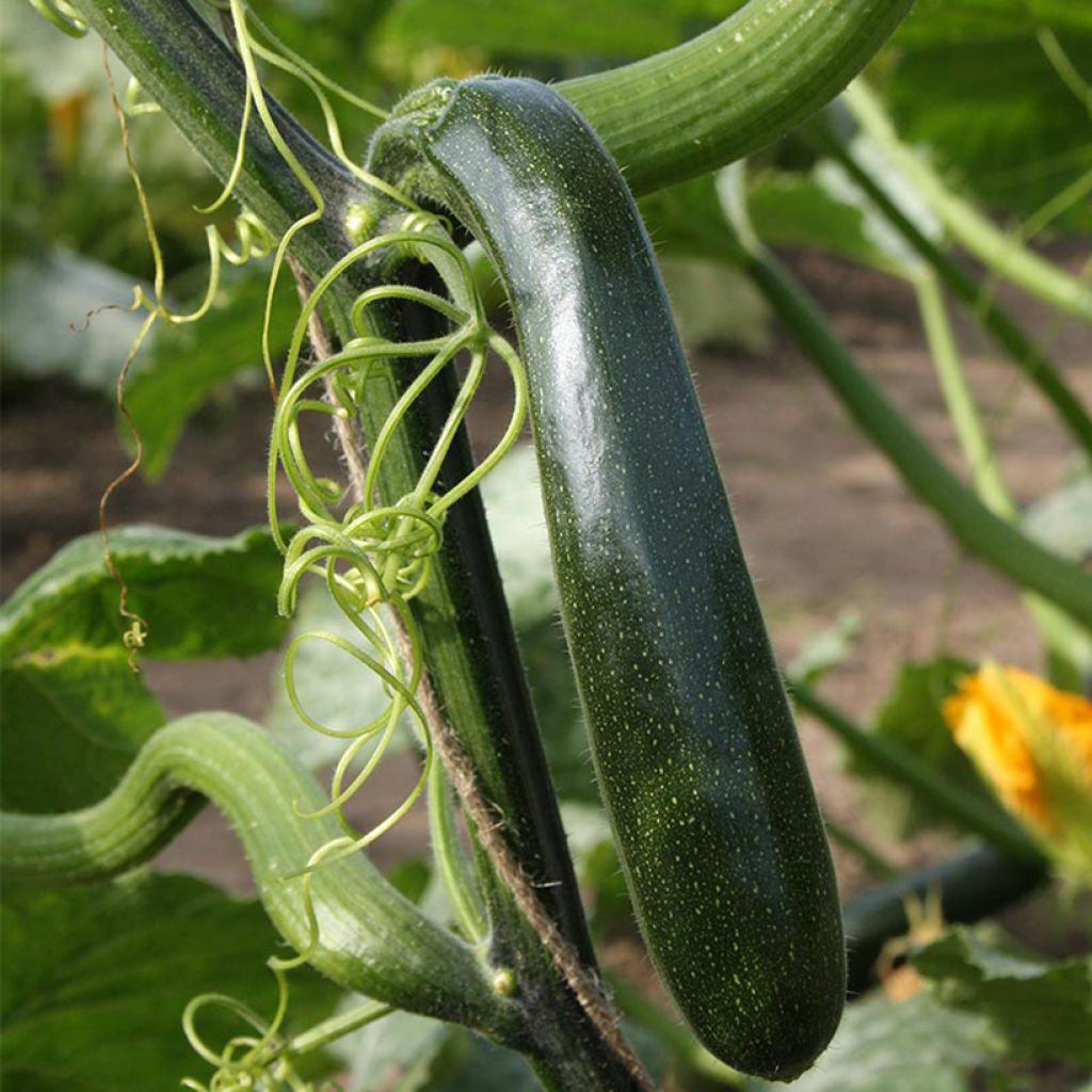 Klimmende courgette Ola Escaladora F1 BIO