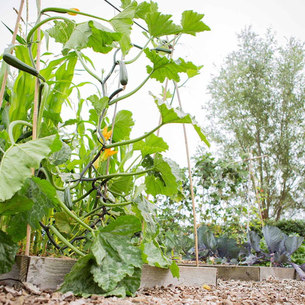 Klimmende courgette Ola Escaladora F1 BIO