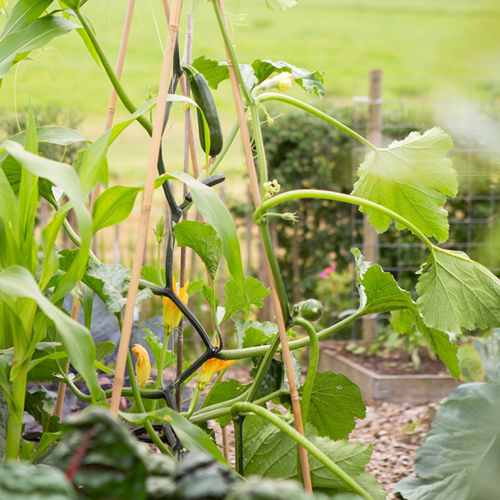 Klimmende courgette Ola Escaladora F1 BIO