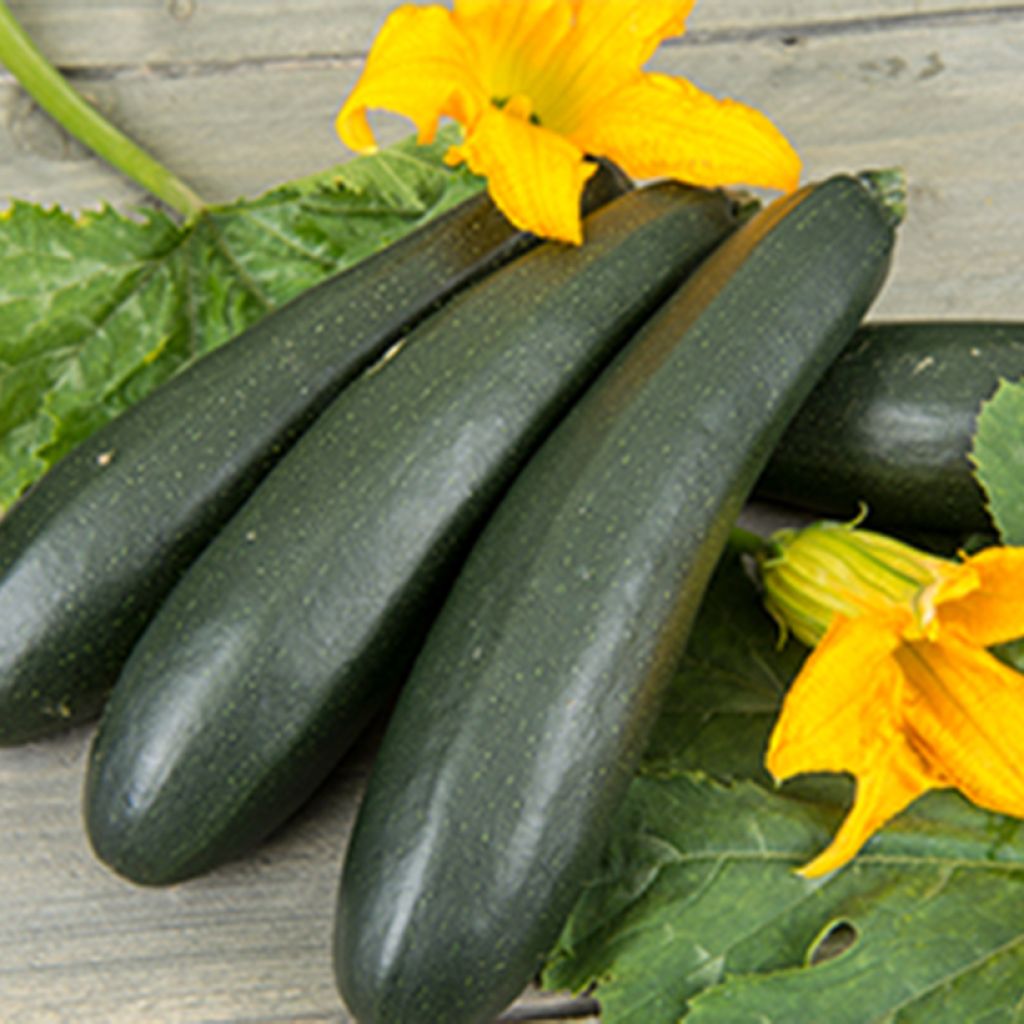 Klimmende courgette Ola Escaladora F1 BIO