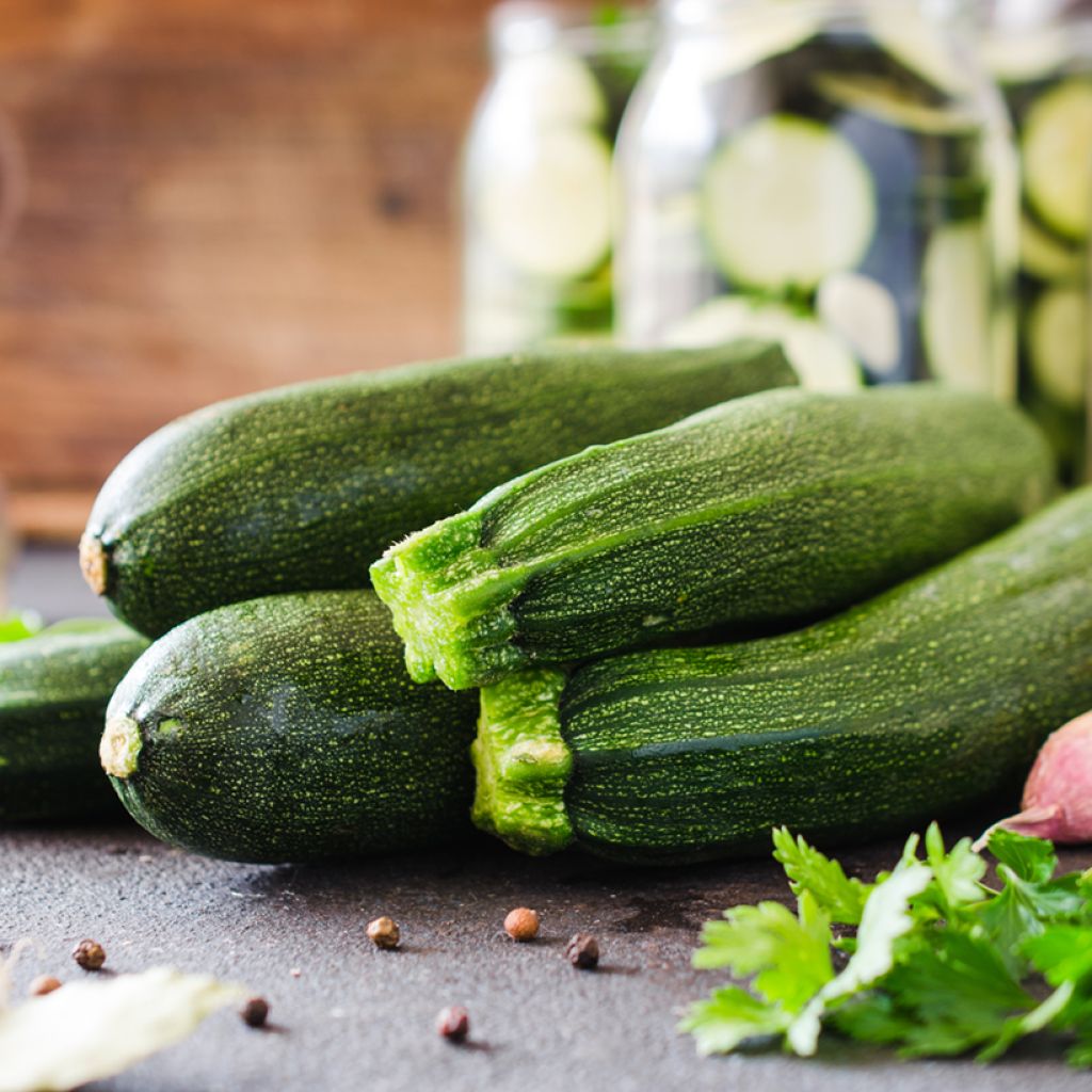 Courgette Partenon F1