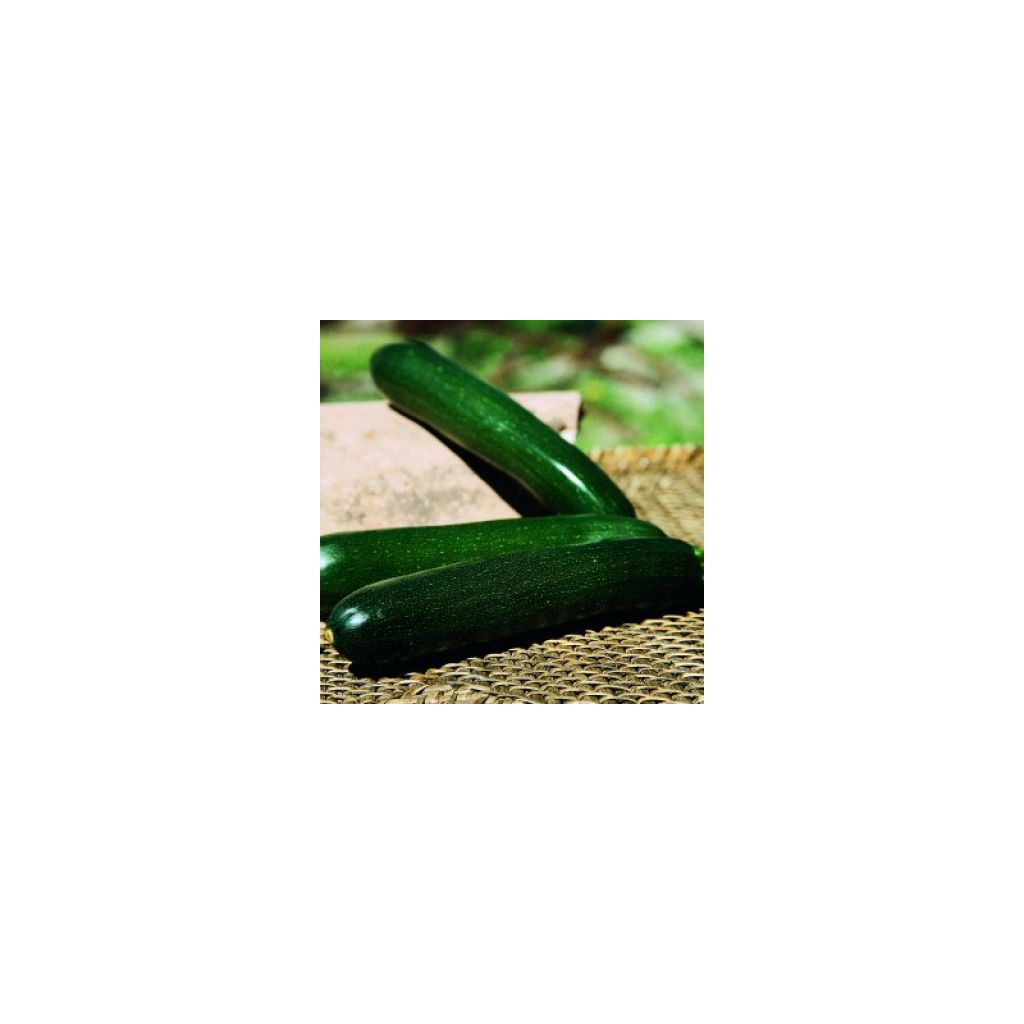 Courgette hybride Baccara
