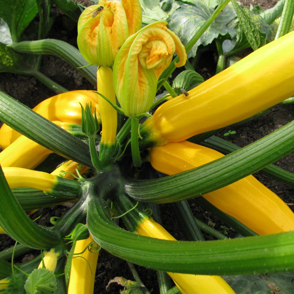 Courgette Sebring F1 (jonge planten - geënt)