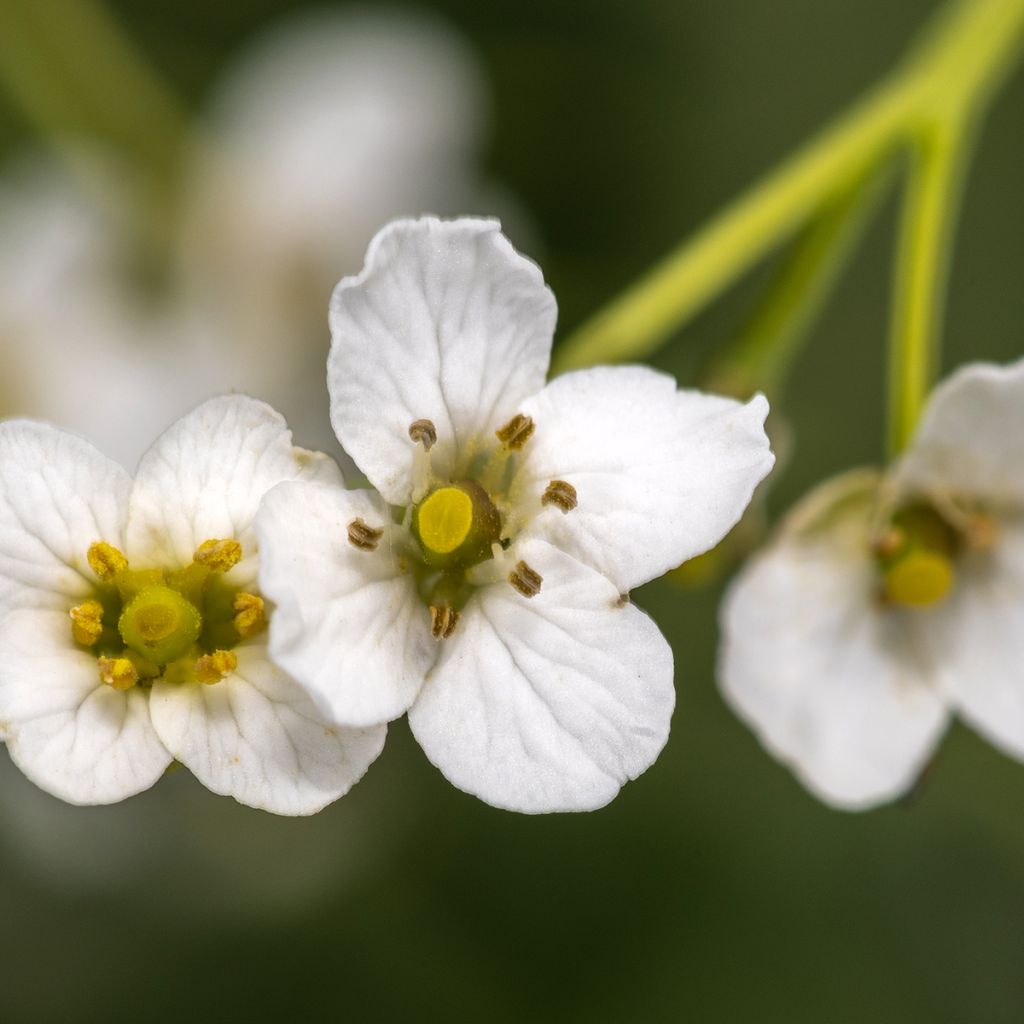 Crambe cordifolia - Bolletjeskool