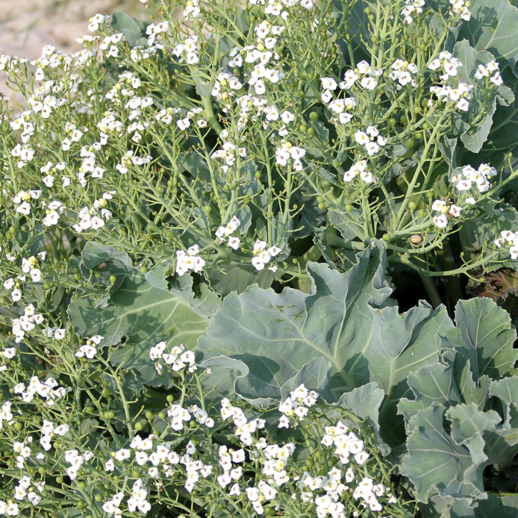 Crambe maritima - Zeekool
