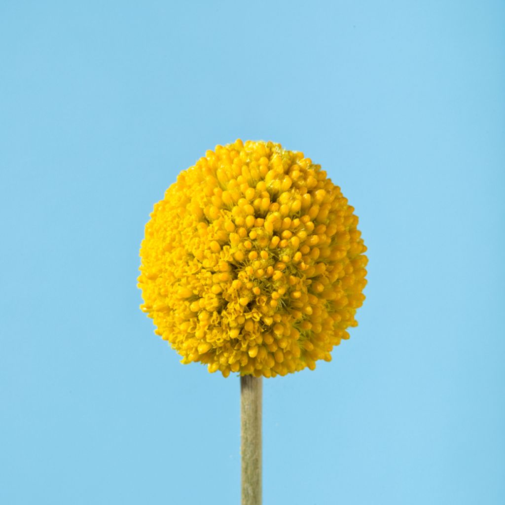 Craspedia Golf Beauty - Drumstick plant