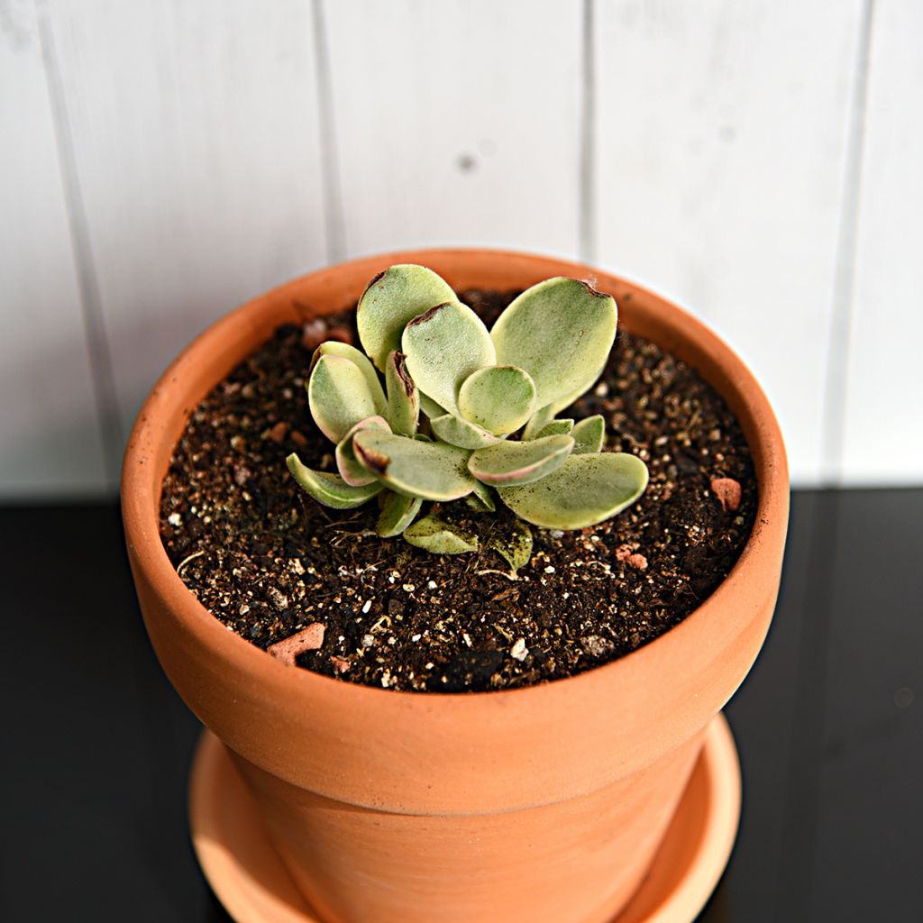 Crassula Money Maker - Jadestruik