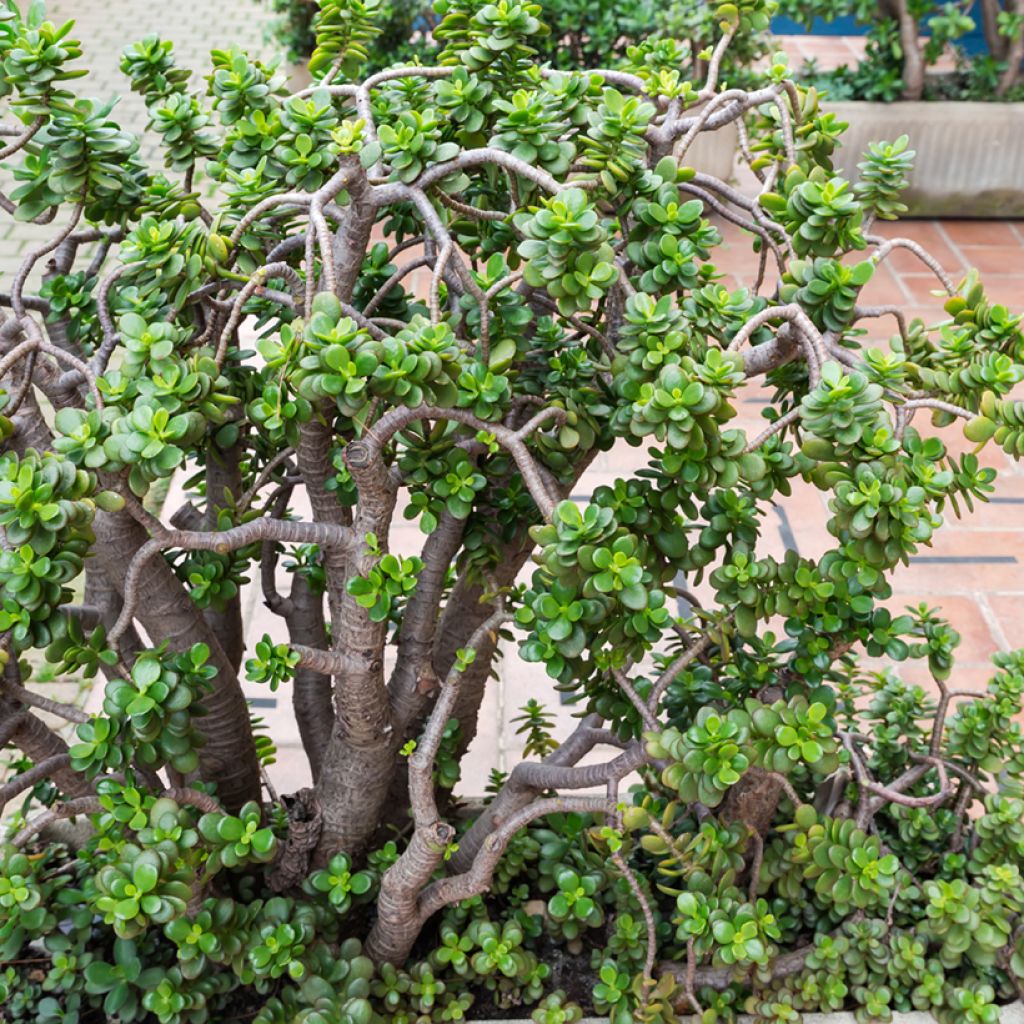 Crassula ovata - Jadeplant