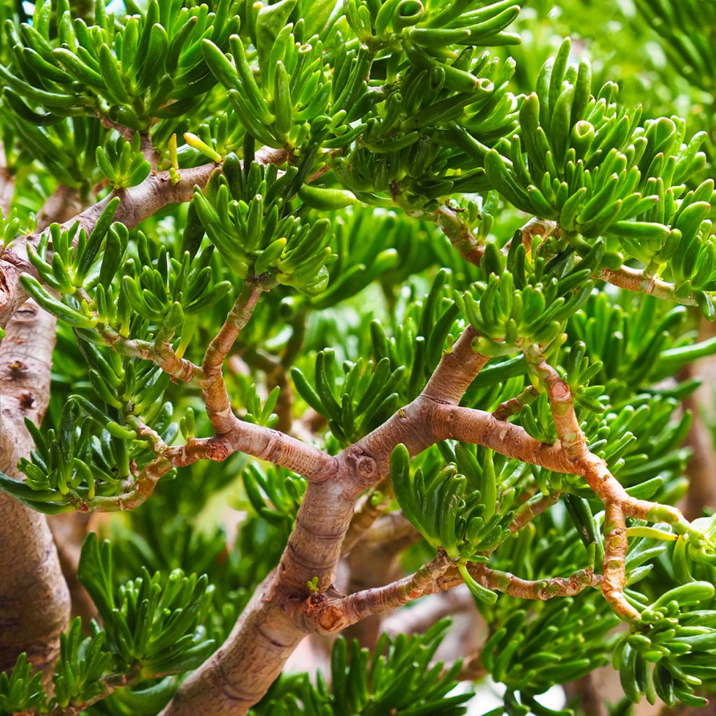 Crassula ovata Gollum - Jadeplant