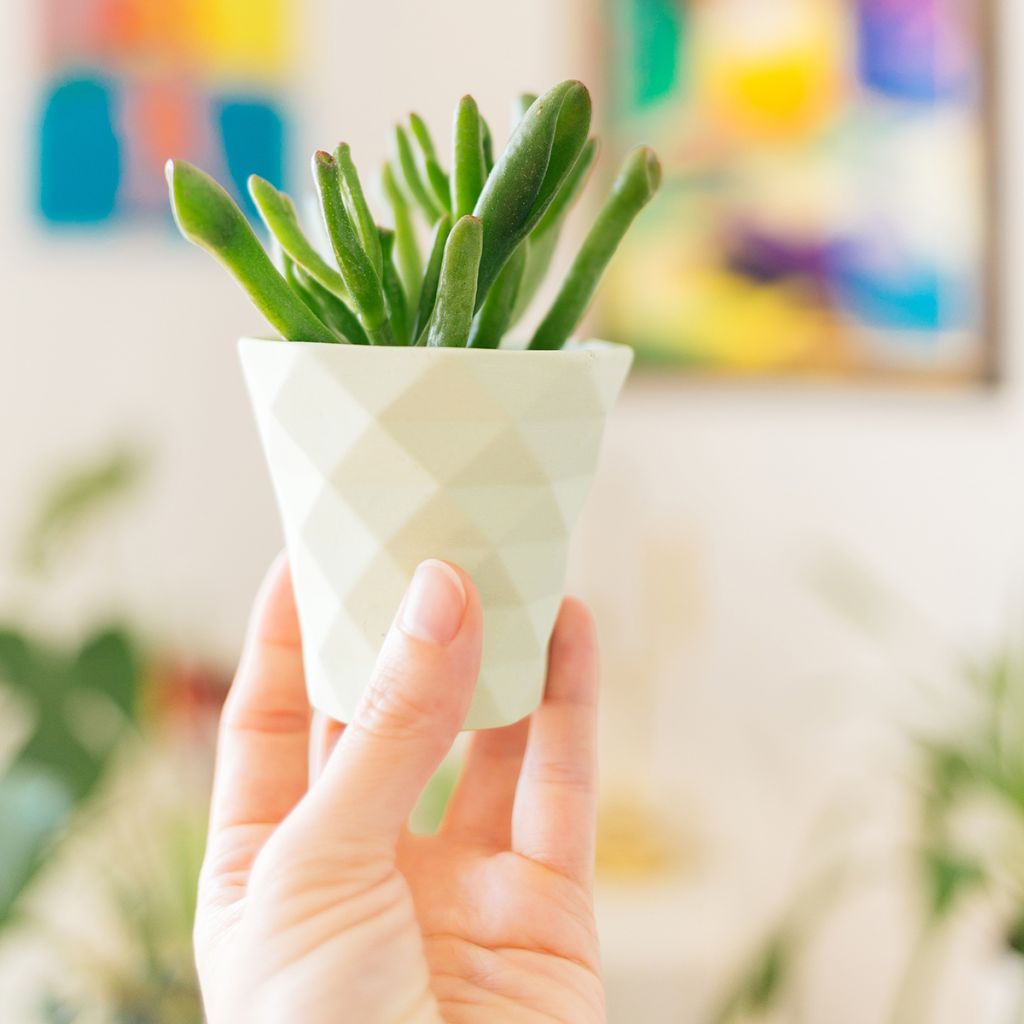 Crassula ovata Gollum - Jadeplant