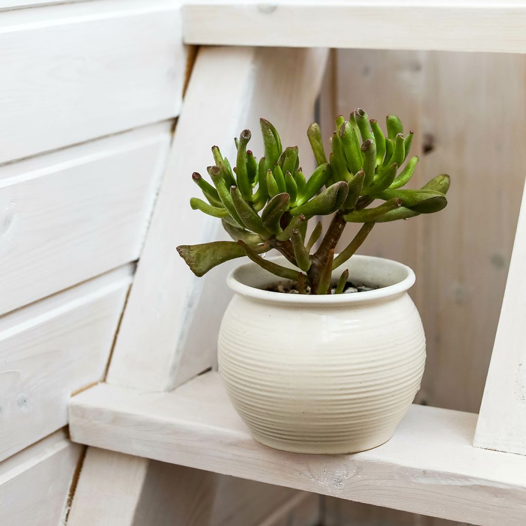 Crassula ovata Hobbit - Jadeplant