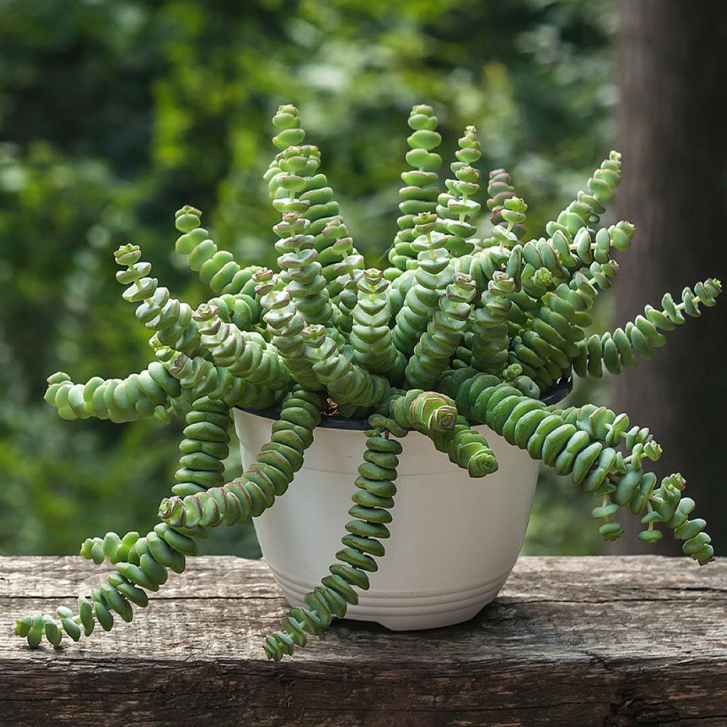 Crassula perforata - Luipaardplant