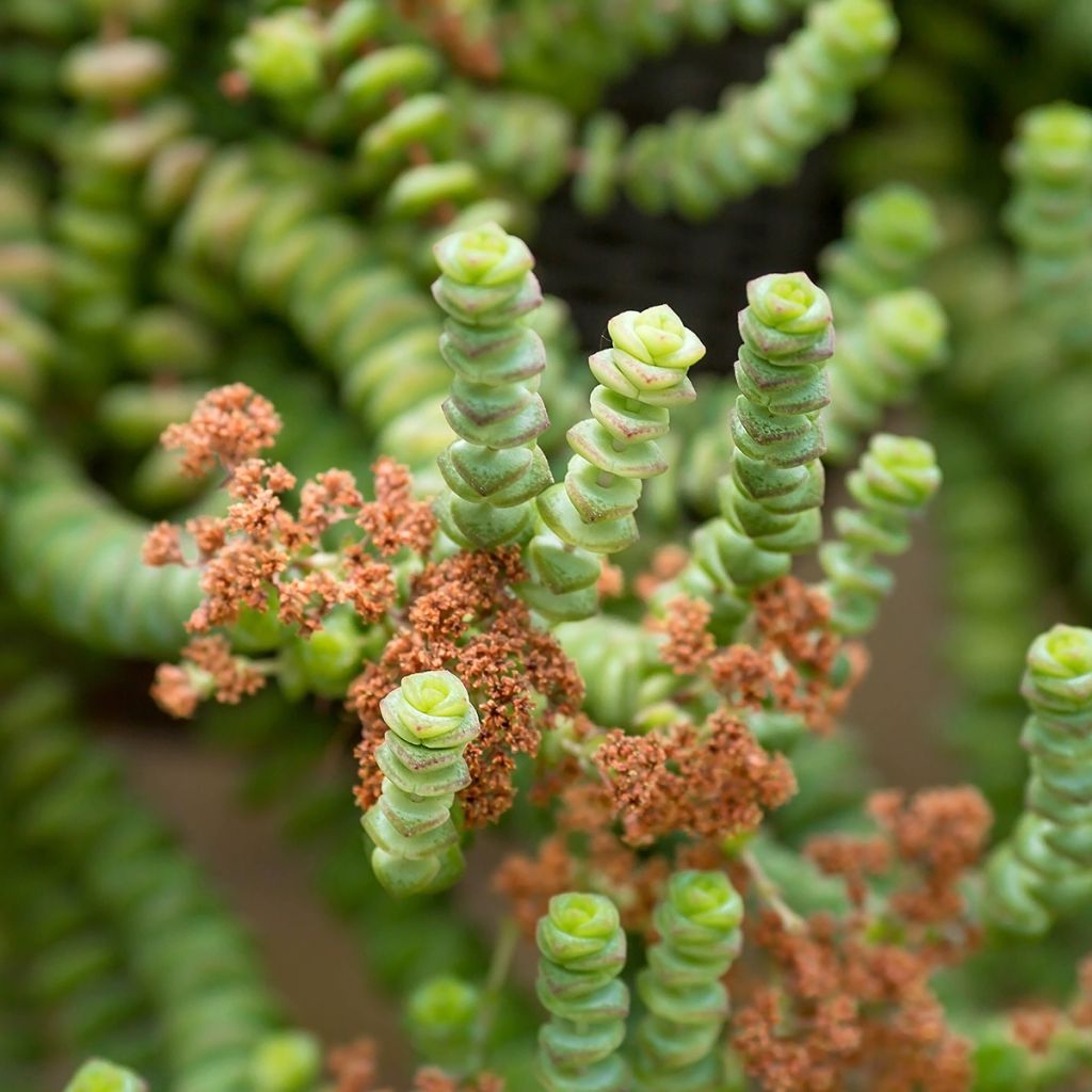 Crassula rupestris subsp. marnieriana