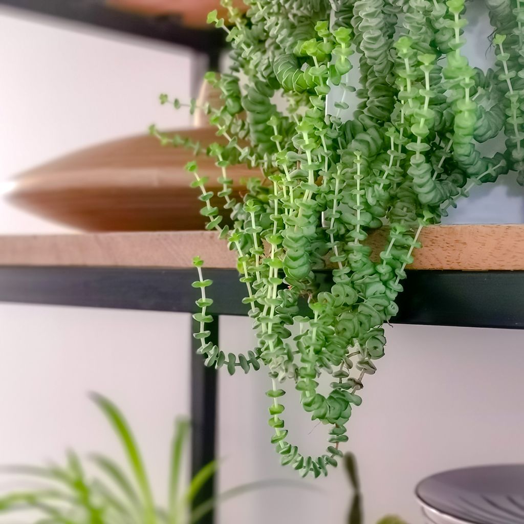 Crassula rupestris subsp. marnieriana