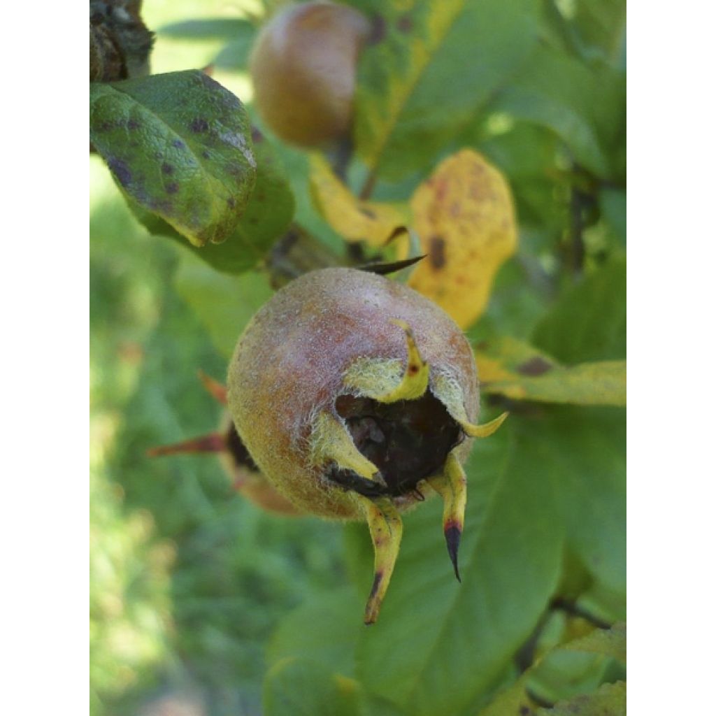 Crataegomespilus dardarii Jules d'Asnière - Bronvaux mispel