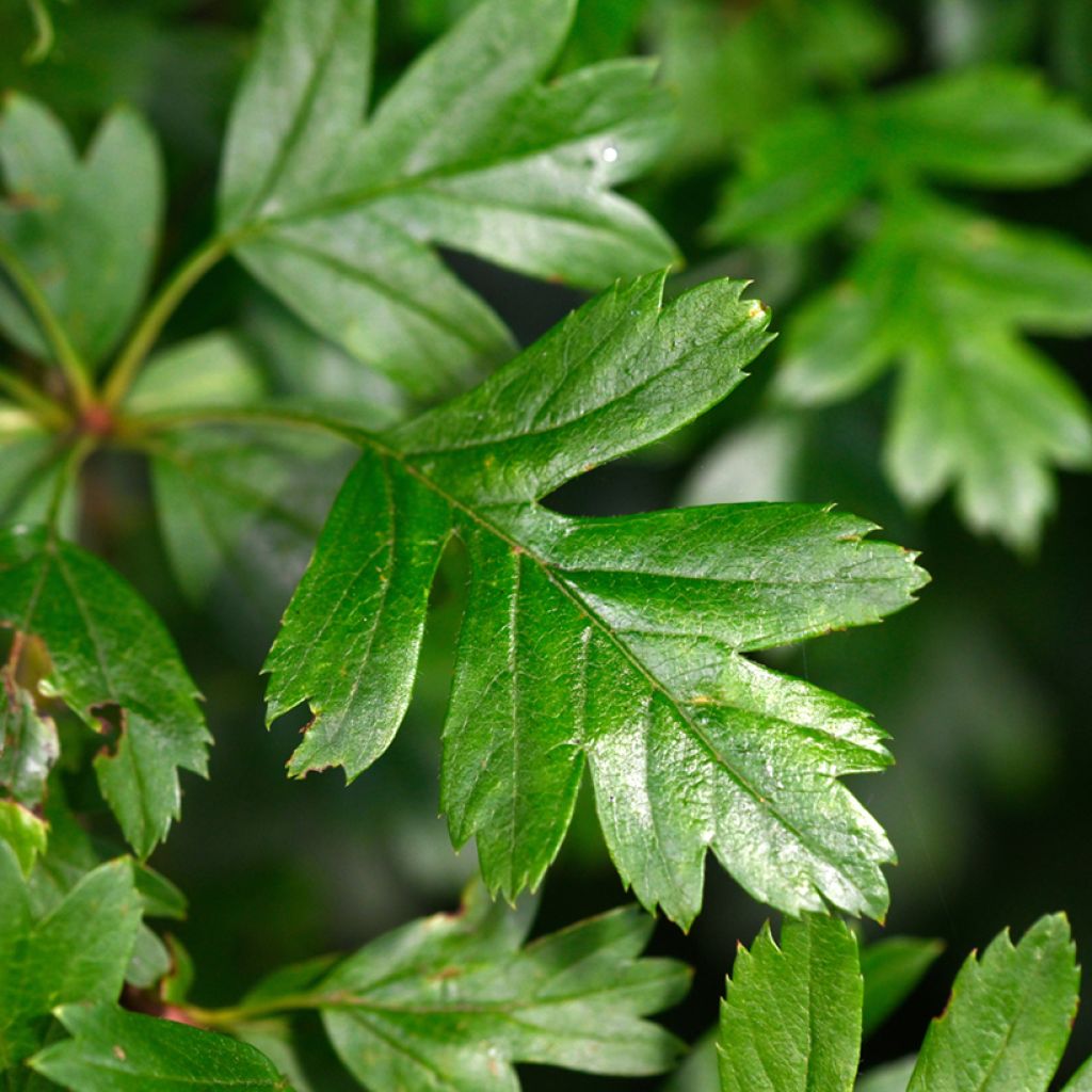 Crataegus monogyna Compacta - Eenstijlige meidoorn