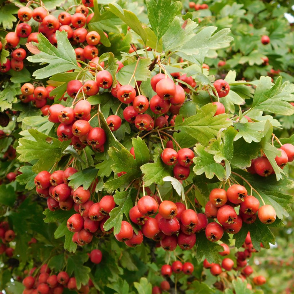 Crataegus monogyna Compacta - Eenstijlige meidoorn