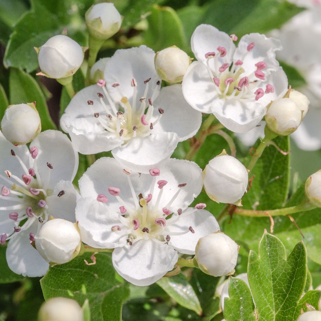 Crataegus monogyna Flexuosa - Eenstijlige meidoorn