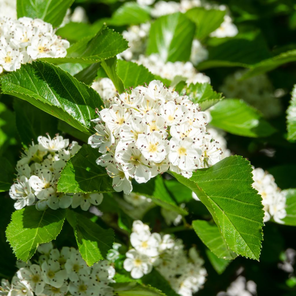 Crataegus prunifolia Splendens - Pruimbladige meidoorn