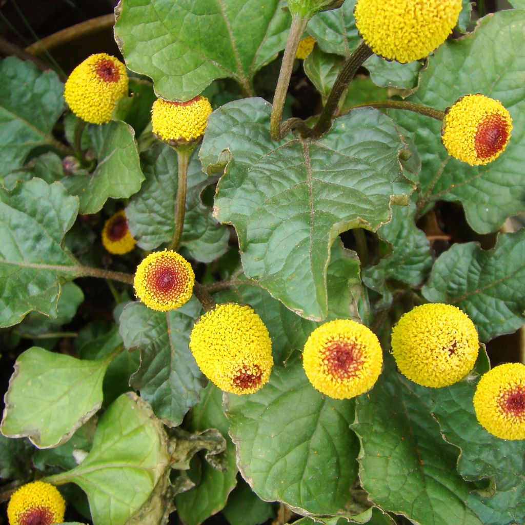 Parakers - Spilanthes oleracea