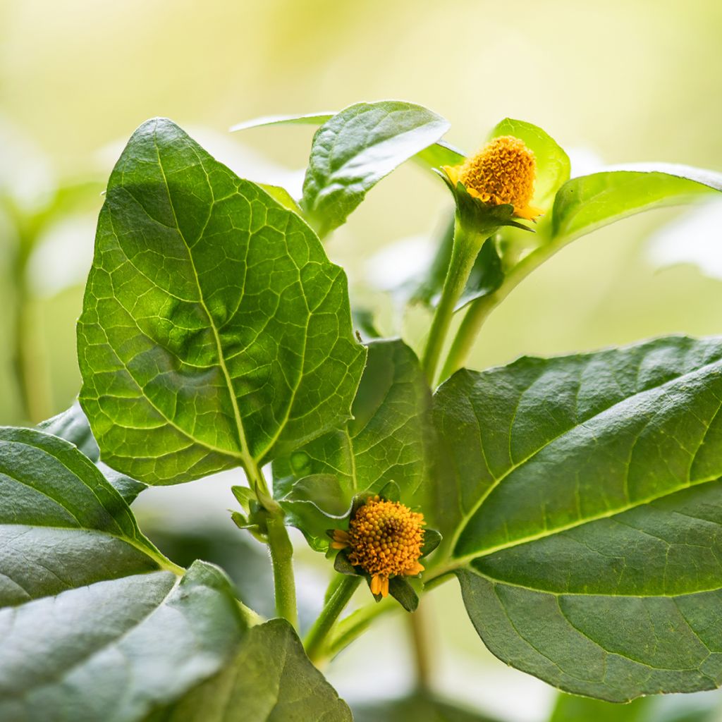 Parakers - Spilanthes oleracea