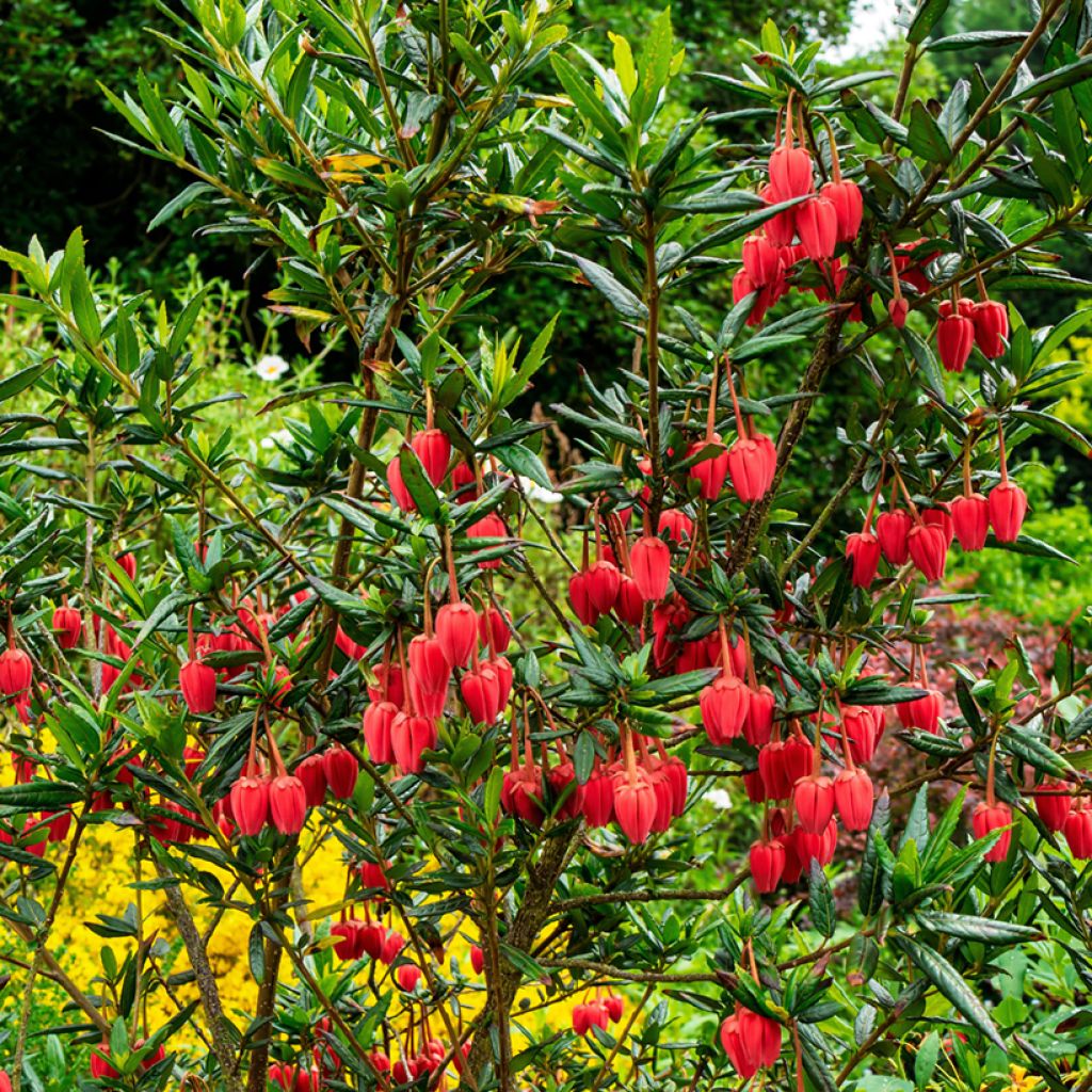 Crinodendron hookerianum - Chileense lantaarnboom