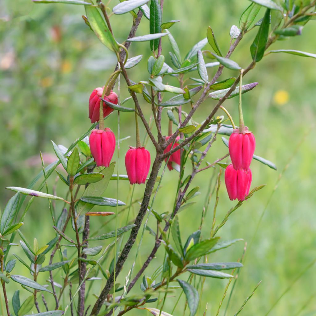 Crinodendron hookerianum - Chileense lantaarnboom