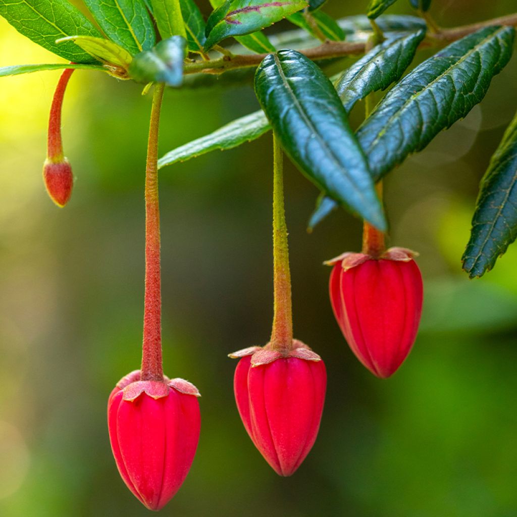 Crinodendron hookerianum - Chileense lantaarnboom