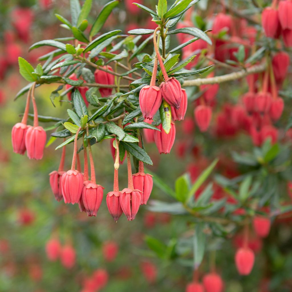 Crinodendron hookerianum - Chileense lantaarnboom