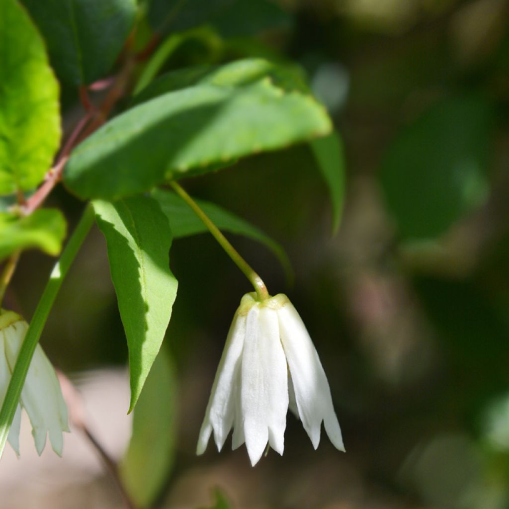 Crinodendron patagua - Chileense lantaarnboom