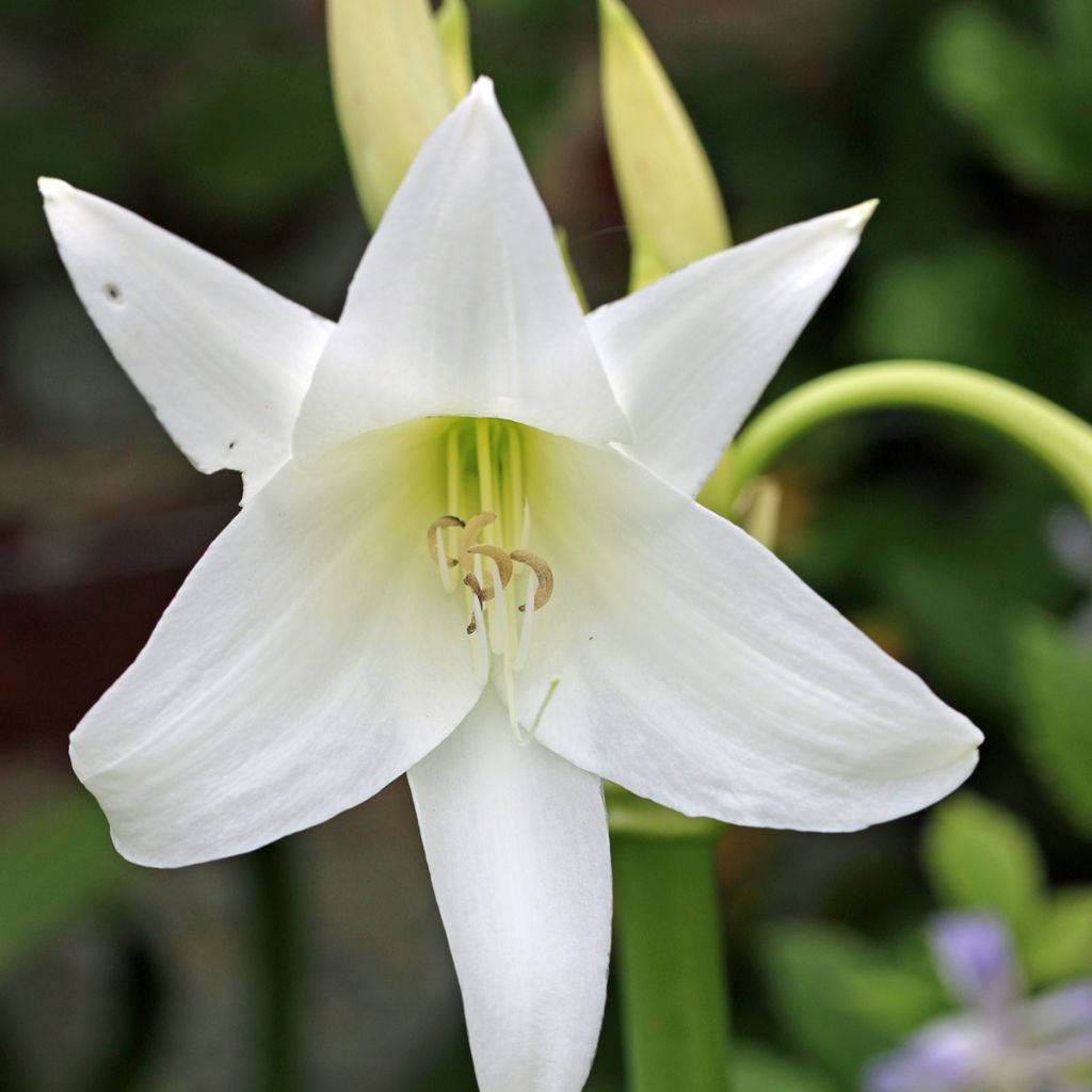 Crinum powellii Wit - Haaklelie