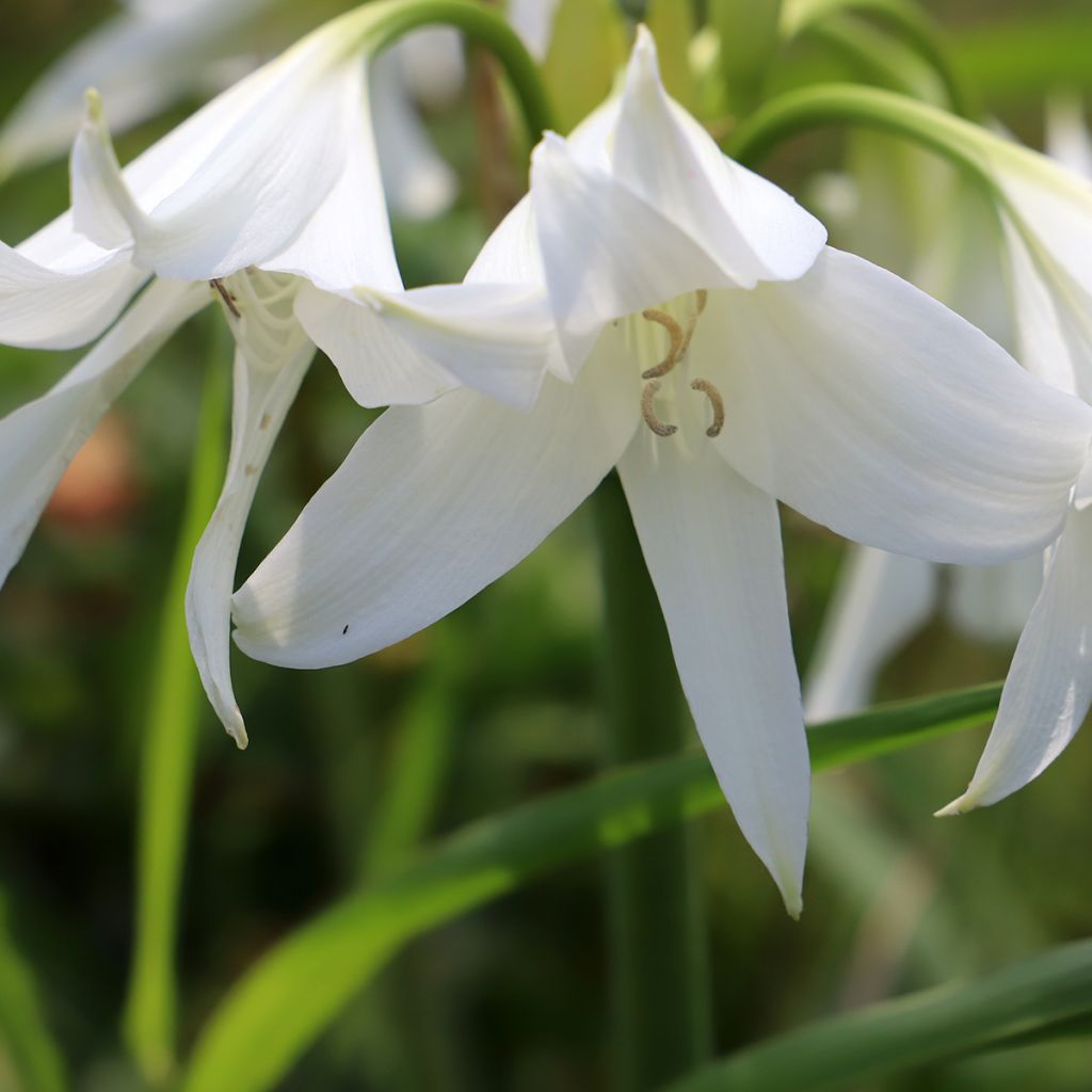 Crinum powellii Wit - Haaklelie